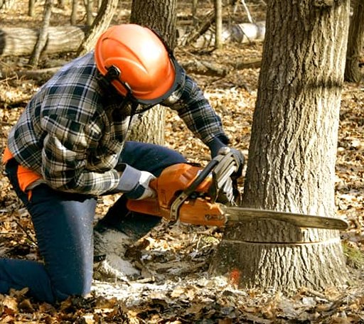 Tree Removal in Grays Knob, KY